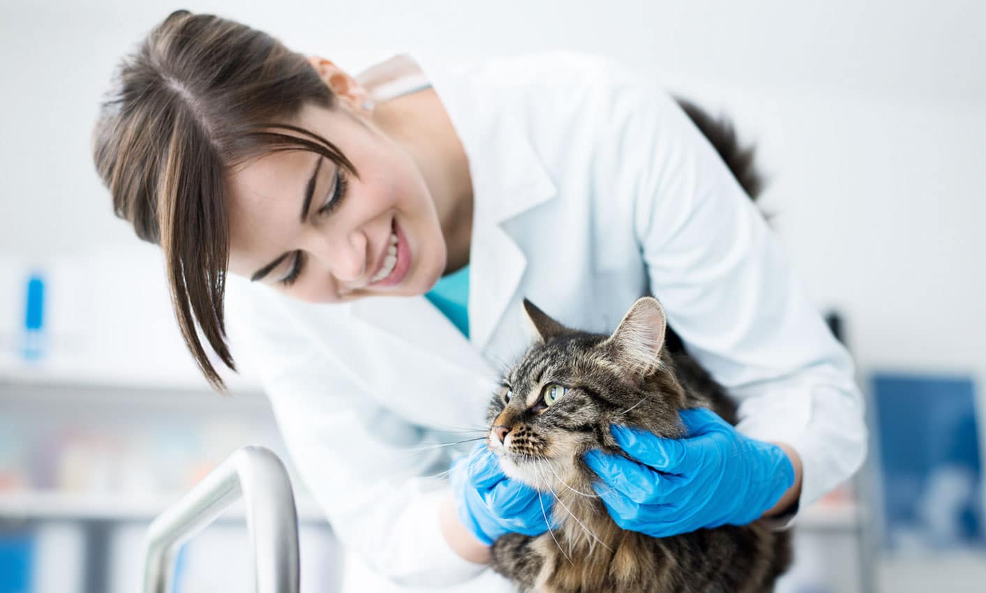 veterinaire-chat