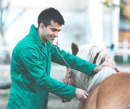 veterinaire-cheval-soigner